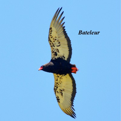 Bateleur